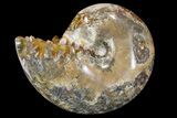 Polished, Agatized Ammonite (Phylloceras?) - Madagascar #149247-1